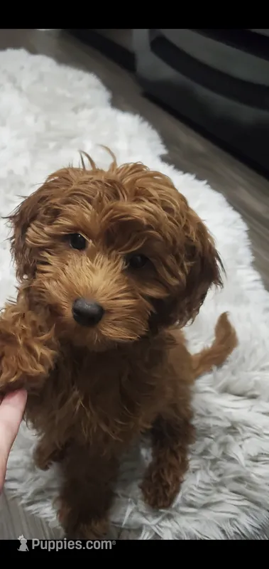 GiGi – Goldendoodle puppy for sale in Phoenix, AZ