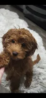 GiGi, a female Goldendoodle for sale in Phoenix, AZ – 1 of 10