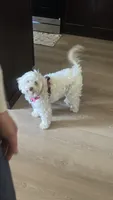 Daziy, a female Poodle - Multi-Colored Standard for sale in Seattle, WA – 1 of 10