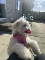 Daziy, a female Poodle - Multi-Colored Standard for sale in Seattle, WA – 6 of 10