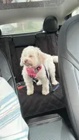 Daziy, a female Poodle - Multi-Colored Standard for sale in Seattle, WA – 9 of 10