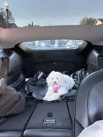 Daziy, a female Poodle - Multi-Colored Standard for sale in Seattle, WA – 2 of 10