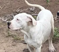 Princess , a female Dogo Argentino for sale in Los Angeles, CA – Photo 1 of 3