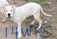 Sergeant , a male Dogo Argentino for sale in Los Angeles, CA – Photo 2 of 3