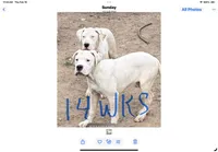 Sergeant , a male Dogo Argentino for sale in Los Angeles, CA – Photo 3 of 3