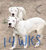 Sergeant , a male Dogo Argentino for sale in Los Angeles, CA – Photo 1 of 3