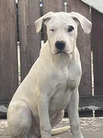 Patch, a male Dogo Argentino for sale in Los Angeles, CA – Photo 2 of 2