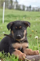 Rocket, a male German Shepherd Dog for sale in Rebersburg, PA – 2 of 2