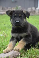 Rusty, a male German Shepherd Dog for sale in Rebersburg, PA – 2 of 2