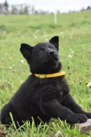 Ripple, a female German Shepherd Dog for sale in Rebersburg, PA – 2 of 2