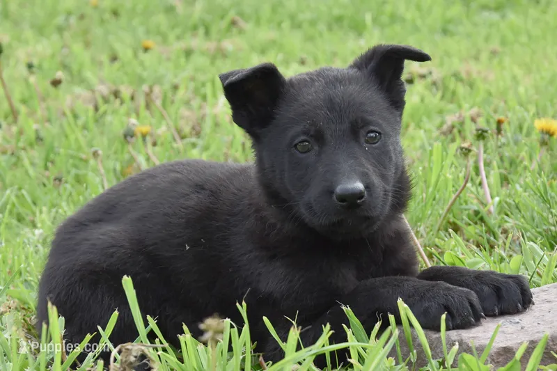 Roxy – German Shepherd Dog puppy for sale in Rebersburg, PA