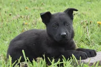Roxy, a female German Shepherd Dog for sale in Rebersburg, PA – 1 of 2