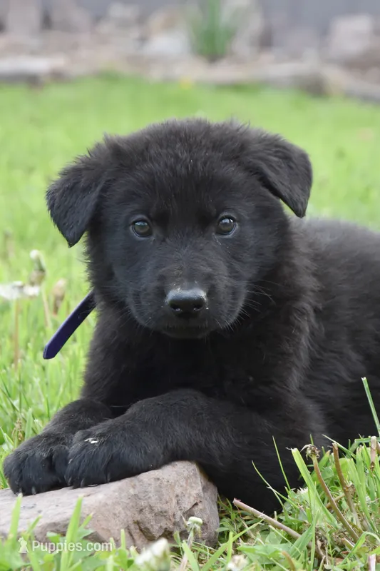 Royal – German Shepherd Dog puppy for sale in Rebersburg, PA