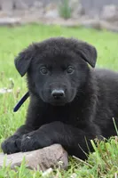 Royal, a male German Shepherd Dog for sale in Rebersburg, PA – 2 of 2