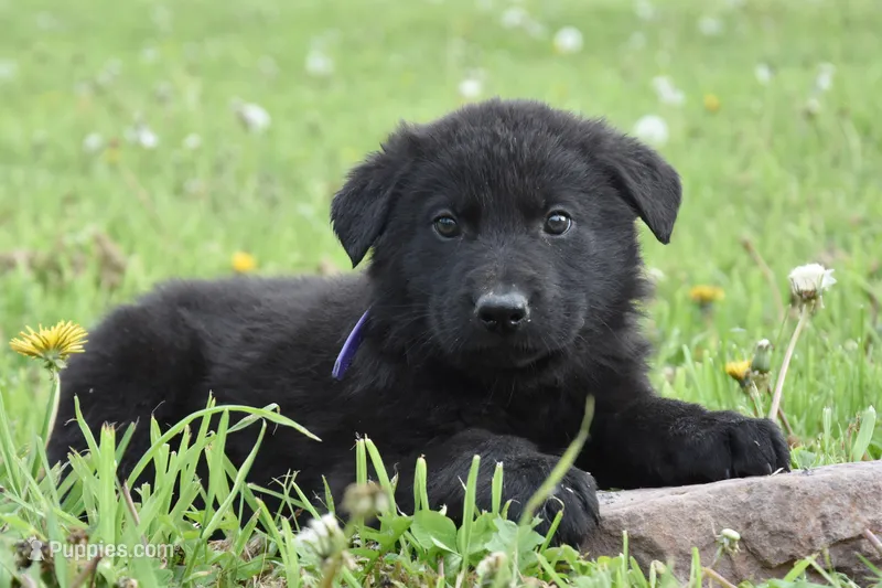 Royal – German Shepherd Dog puppy for sale in Rebersburg, PA