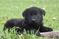 Royal, a male German Shepherd Dog for sale in Rebersburg, PA – 1 of 2