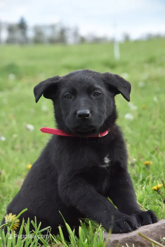 Ribbon – German Shepherd Dog puppy for sale in Rebersburg, PA