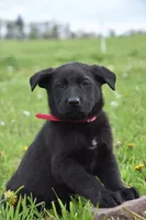 Ribbon, a female German Shepherd Dog for sale in Rebersburg, PA – 1 of 2
