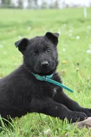 Rumble, a male German Shepherd Dog for sale in Rebersburg, PA – 2 of 2
