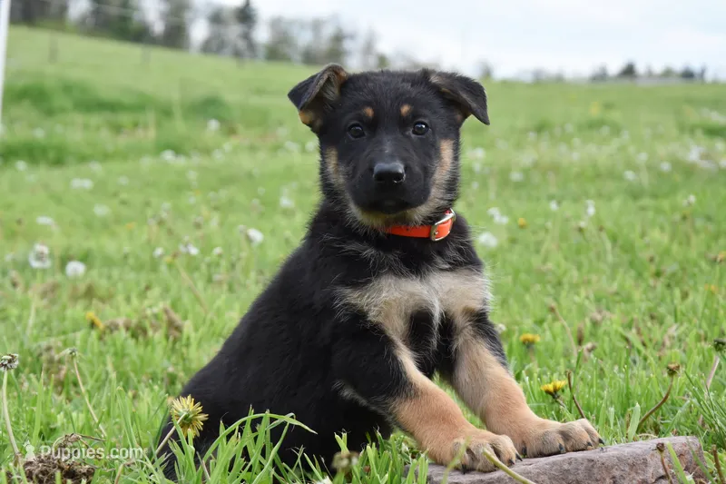 Rainbow – German Shepherd Dog puppy for sale in Rebersburg, PA