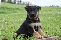 Rainbow, a female German Shepherd Dog for sale in Rebersburg, PA – 1 of 2