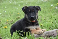 Rainbow, a female German Shepherd Dog for sale in Rebersburg, PA – 2 of 2