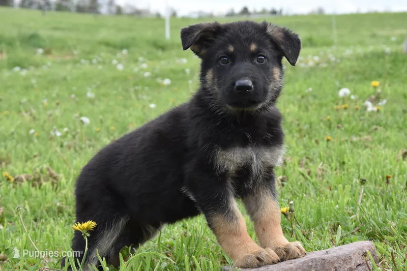 Rusty – German Shepherd Dog puppy for sale in Rebersburg, PA