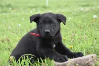 Ribbon, a female German Shepherd Dog for sale in Rebersburg, PA – 2 of 2