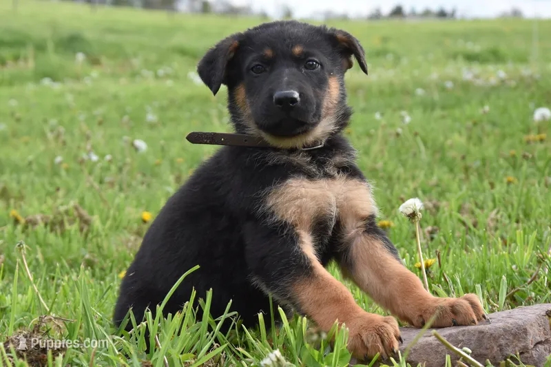 Rocket – German Shepherd Dog puppy for sale in Rebersburg, PA