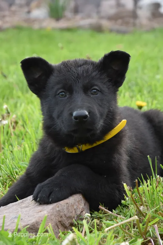 Ripple – German Shepherd Dog puppy for sale in Rebersburg, PA