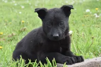 Roxy, a female German Shepherd Dog for sale in Rebersburg, PA – 2 of 2