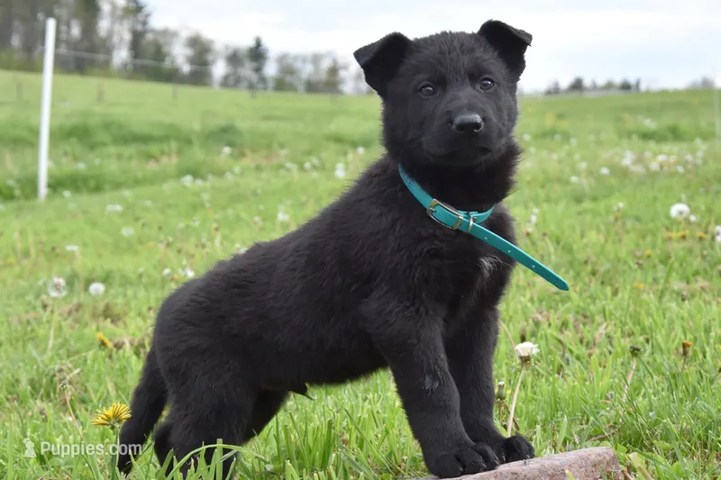 Rumble – German Shepherd Dog puppy for sale in Rebersburg, PA