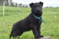 Rumble, a male German Shepherd Dog for sale in Rebersburg, PA – 1 of 2