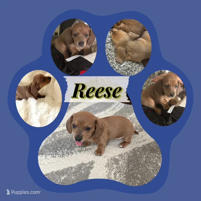 Reese – Miniature Dachshund puppy for sale in Brighton, CO