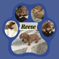 Reese, a female Miniature Dachshund for sale in Brighton, CO – 1 of 2