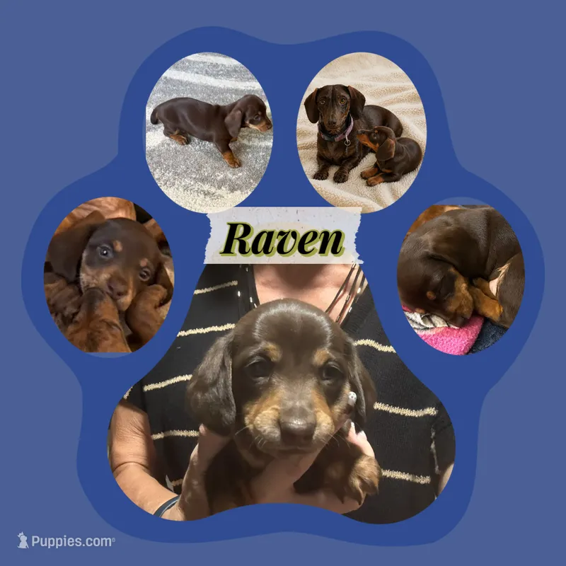 Raven – Miniature Dachshund puppy for sale in Brighton, CO