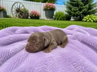 Daisy, a female Miniature Dachshund for sale in Brighton, CO – 3 of 3