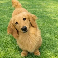 Mini Weiner, a female Dachshund for sale in Brighton, CO – Photo 4 of 6