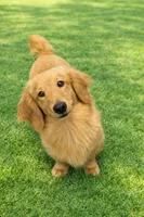 Mini Weiner, a female Dachshund for sale in Brighton, CO – Photo 6 of 7