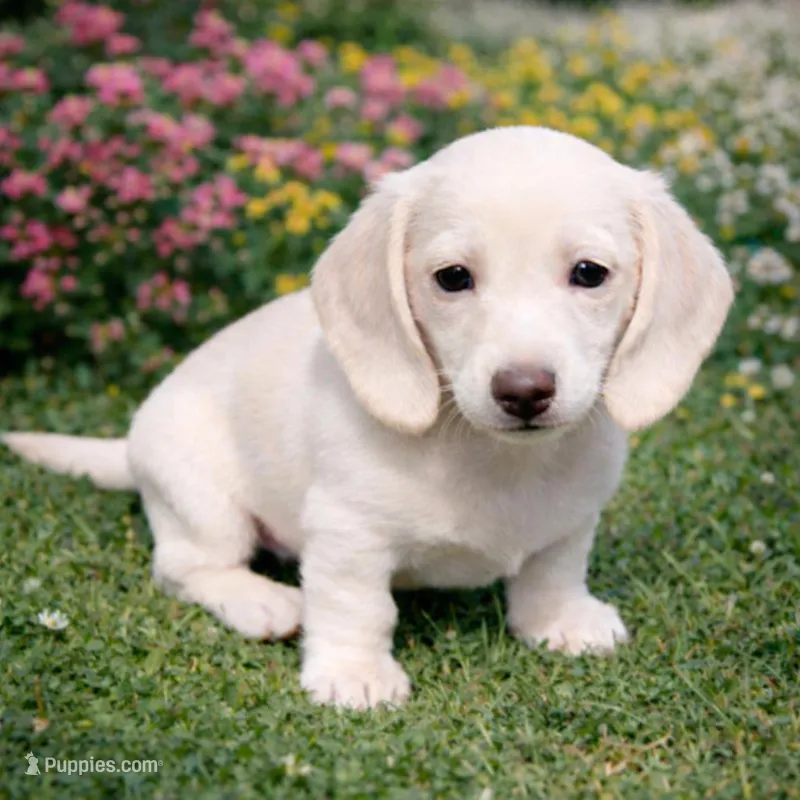 Mini Weiner – Dachshund puppy for sale in Brighton, CO