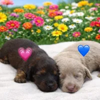 Mini Weiner, a female Dachshund for sale in Brighton, CO – Photo 6 of 6