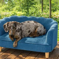 Mini Weiner, a female Dachshund for sale in Brighton, CO – Photo 5 of 6