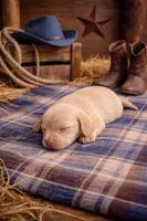 Mini Weiner, a female Dachshund for sale in Brighton, CO – Photo 4 of 7