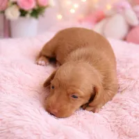 Mini Weiner, a female Dachshund for sale in Brighton, CO – Photo 5 of 7
