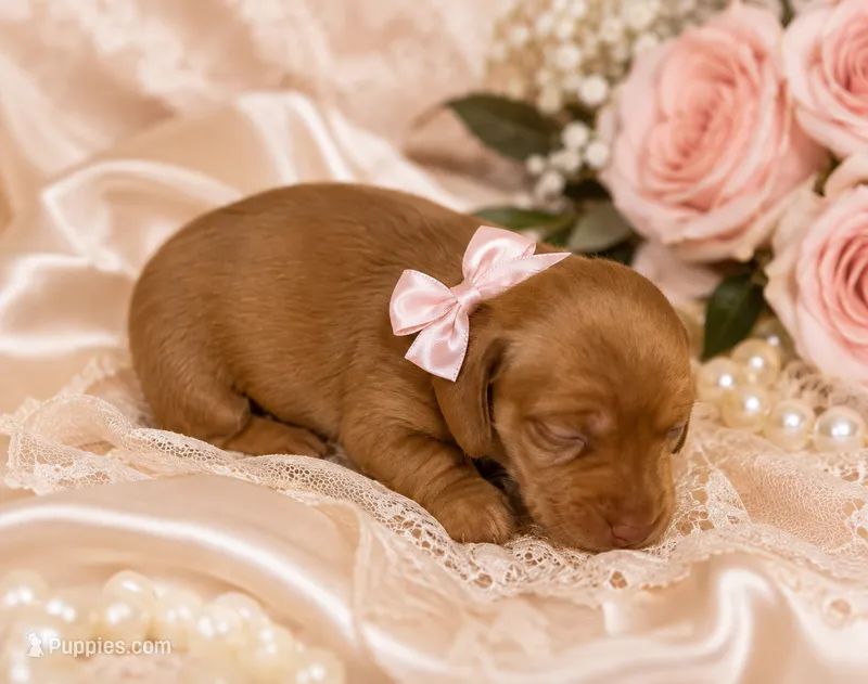 Dolly – Miniature Dachshund puppy for sale in Brighton, CO