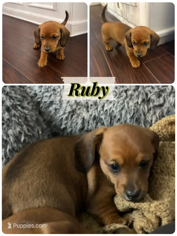 Ruby – Miniature Dachshund puppy for sale in Brighton, CO