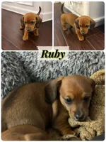 Ruby, a female Miniature Dachshund for sale in Brighton, CO – 1 of 2
