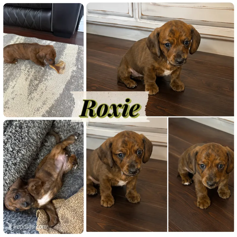 Roxie – Miniature Dachshund puppy for sale in Brighton, CO