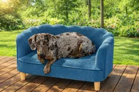 Mini Weiner, a female Miniature Dachshund for sale in Brighton, CO – Photo 7 of 7