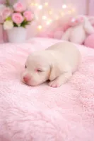 Mini Weiner, a female Miniature Dachshund for sale in Brighton, CO – Photo 4 of 7